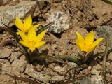 Tulipa dasystemon. Цветущие растения. Тянь-Шань, хр. Илейский Алатау, Большое Алмаатинское ущ., 3000 м н.у.м., на лёссово-каменистом склоне. 12.06.2016.