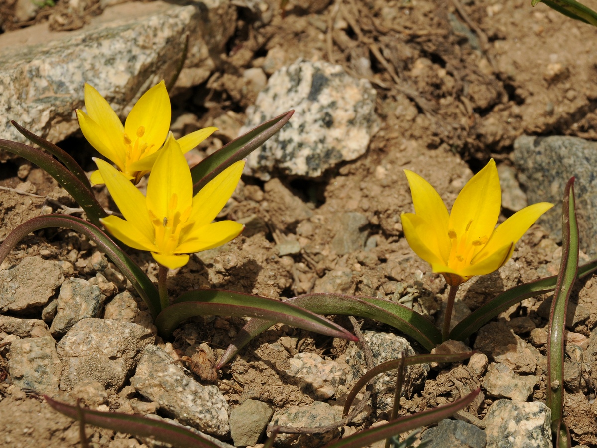 Изображение особи Tulipa dasystemon.