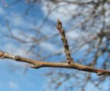 Prunus cerasifera. Часть покоящейся ветви. Краснодарский край, Абинский р-н, ст-ца Холмская, луг. 06.11.2016.