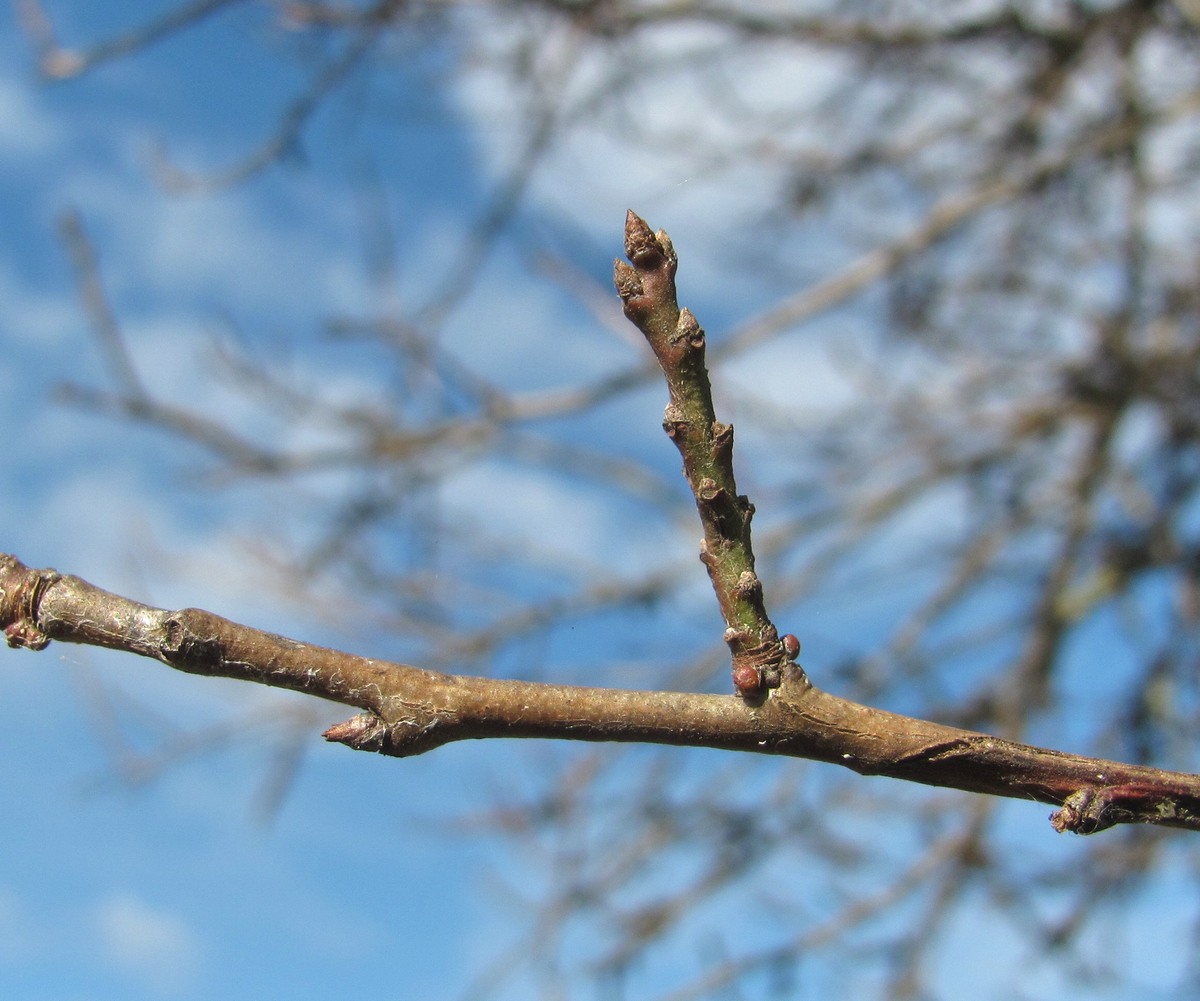 Изображение особи Prunus cerasifera.