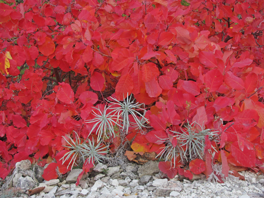 Image of Onosma polyphylla specimen.