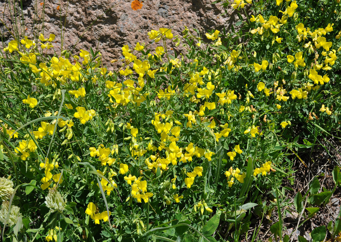 Image of Lathyrus pratensis specimen.