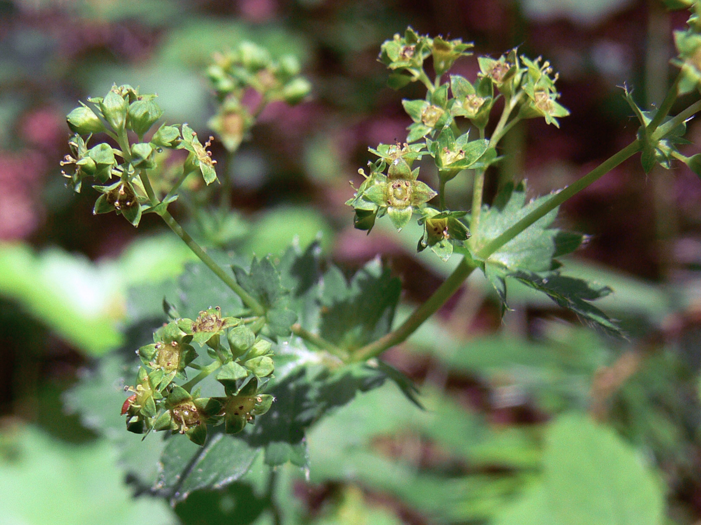Изображение особи род Alchemilla.