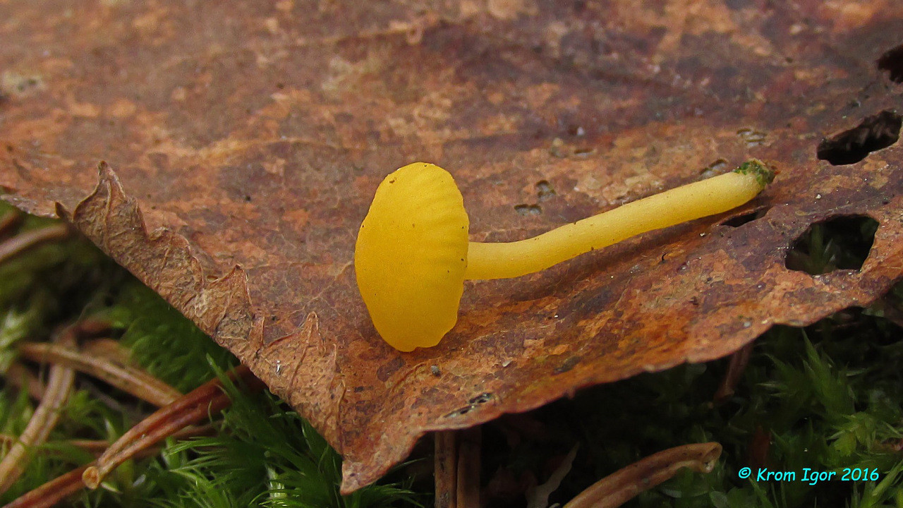 Изображение особи Lichenomphalia alpina.