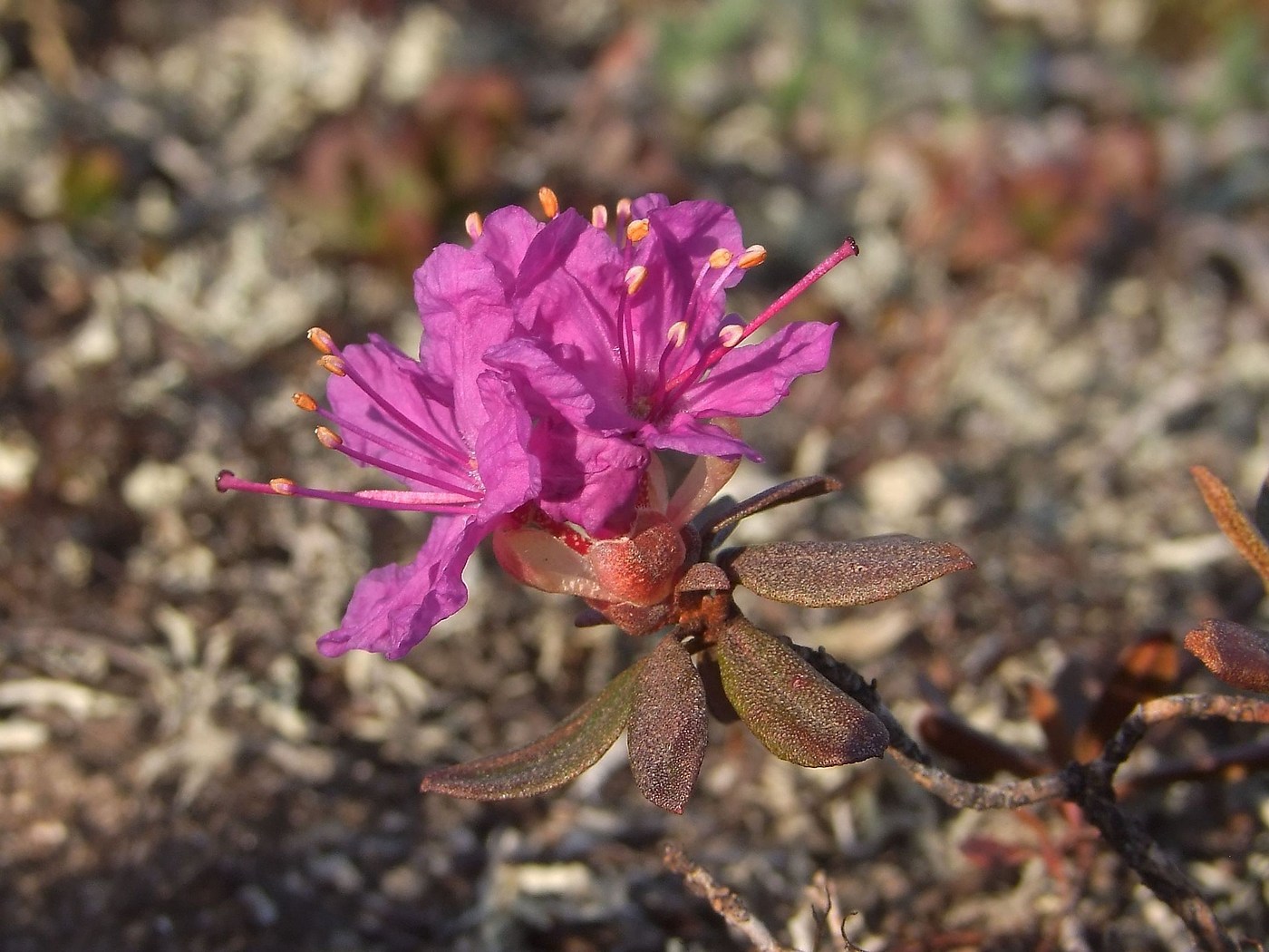 Image of Rhododendron lapponicum specimen.