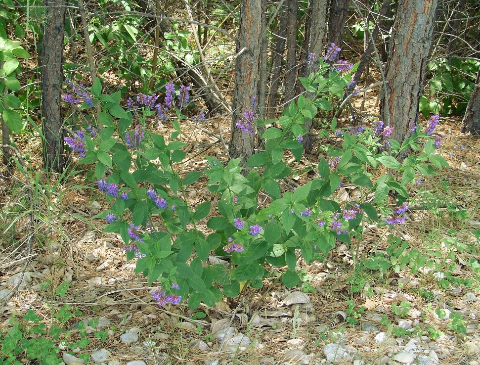 Изображение особи Vicia unijuga.