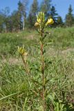 Oenothera rubricaulis. Верхушка цветущего и плодоносящего растения. Ленинградская обл., Ломоносовский р-н, форт \"Красная Горка\", пустырь с песчаной почвой на месте разрушенных укреплений. 28.08.2016.