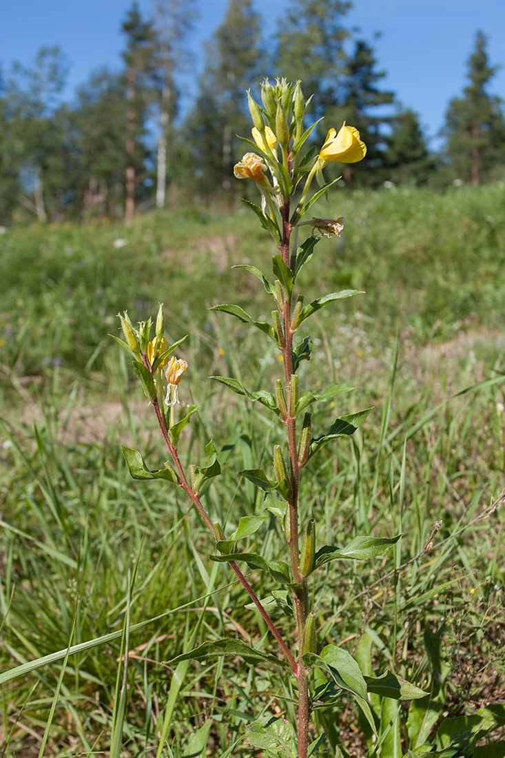 Image of Oenothera rubricaulis specimen.