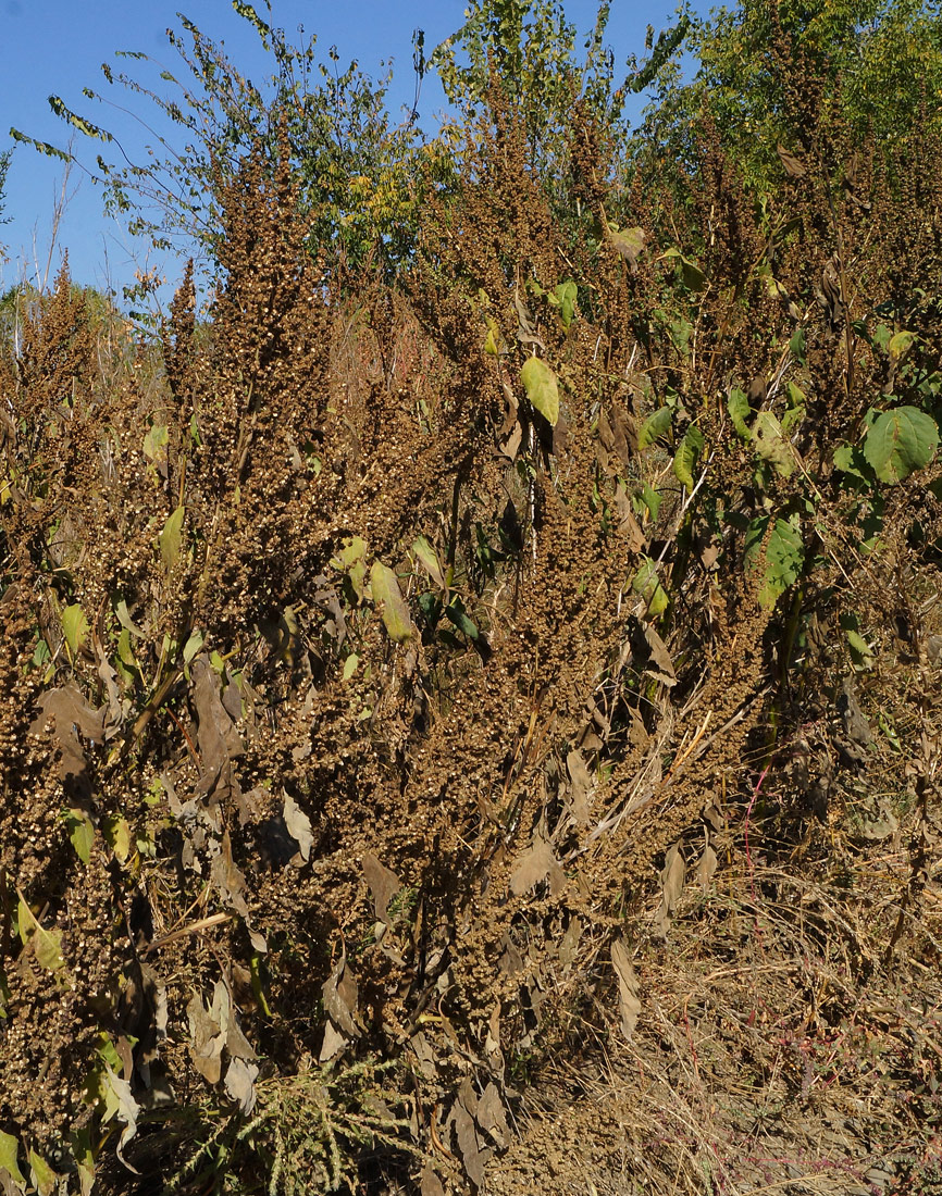 Image of Cyclachaena xanthiifolia specimen.