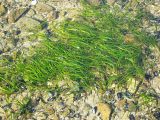 Zostera marina. Вегетирующие растения. Магаданская обл., окр. г. Магадан, бухта Нагаева, на литорали. 10.07.2016.