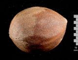 Torreya grandis
