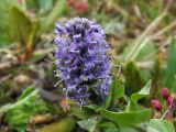 Lagotis minor