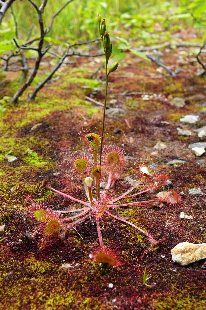 Image of Drosera rotundifolia specimen.