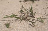 Anisantha tectorum