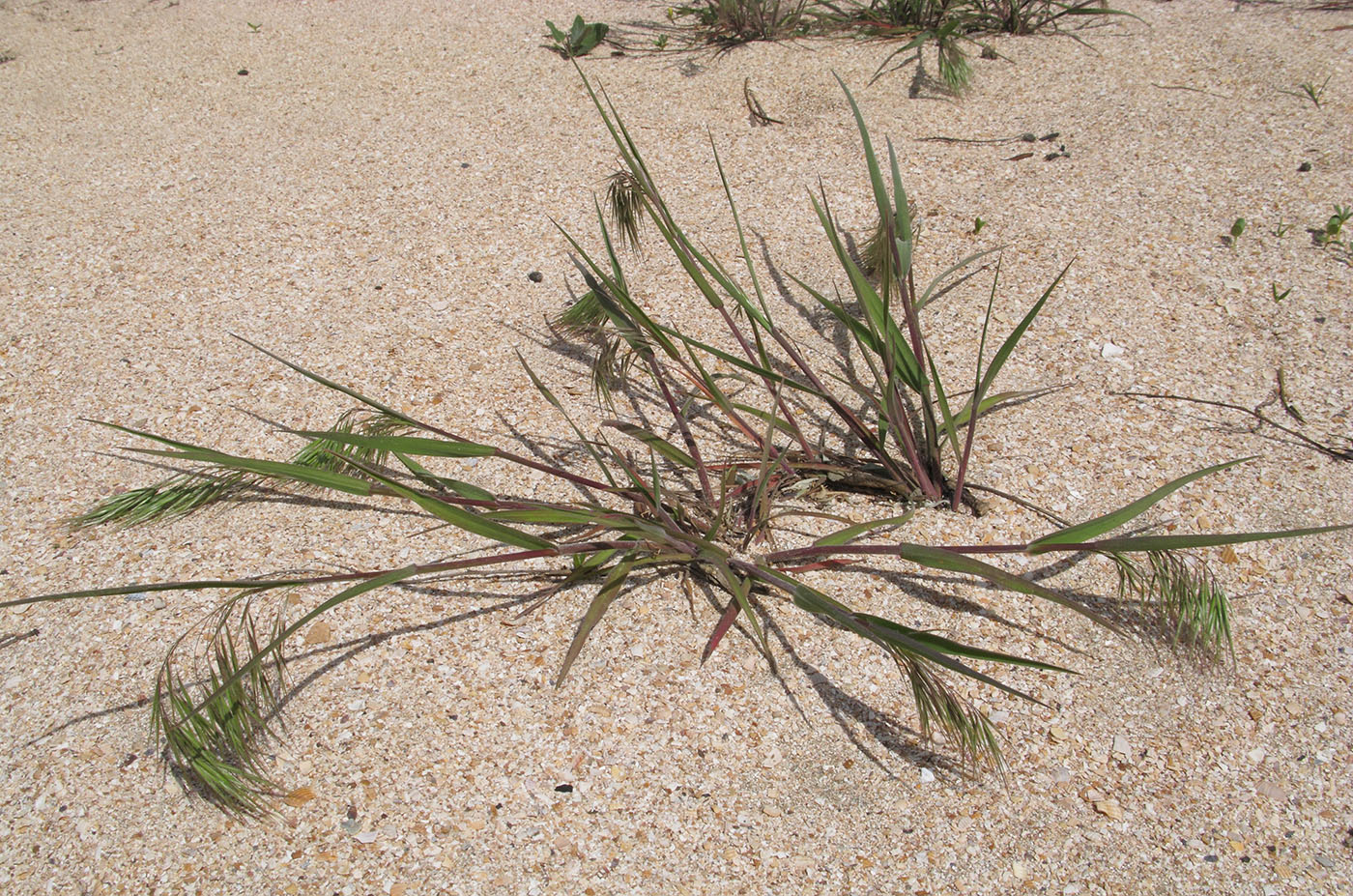 Image of Anisantha tectorum specimen.