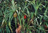 Pandanus tectorius. Плодоносящие растения. Малайзия, о. Борнео, хребет Крокер Рендж, джунгли. Октябрь 2004 г.