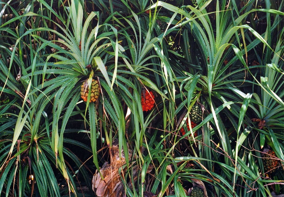 Image of Pandanus tectorius specimen.