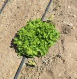 Lactuca sativa