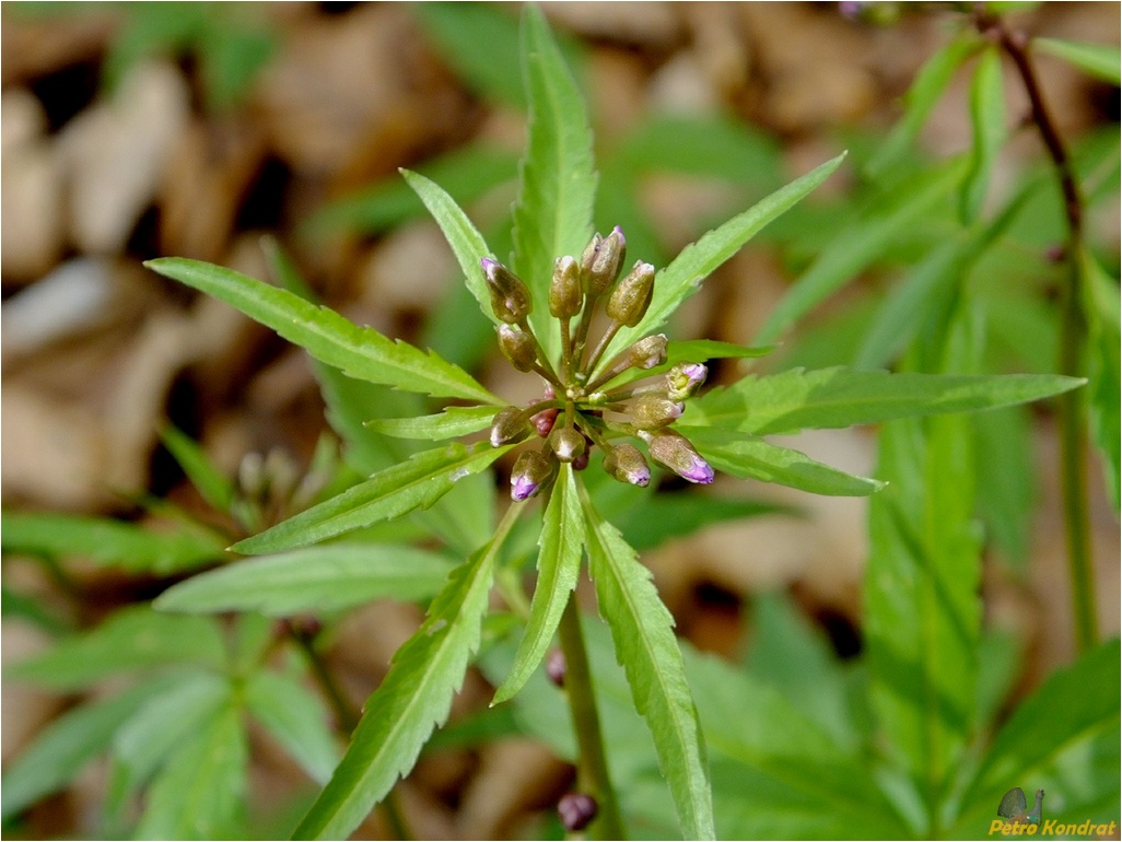 Изображение особи Cardamine bulbifera.