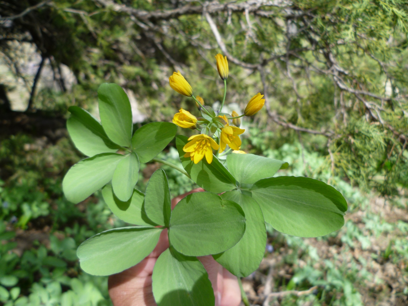 Image of Gymnospermium darwasicum specimen.