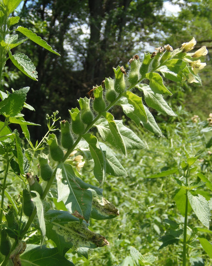 Изображение особи Hyoscyamus niger.