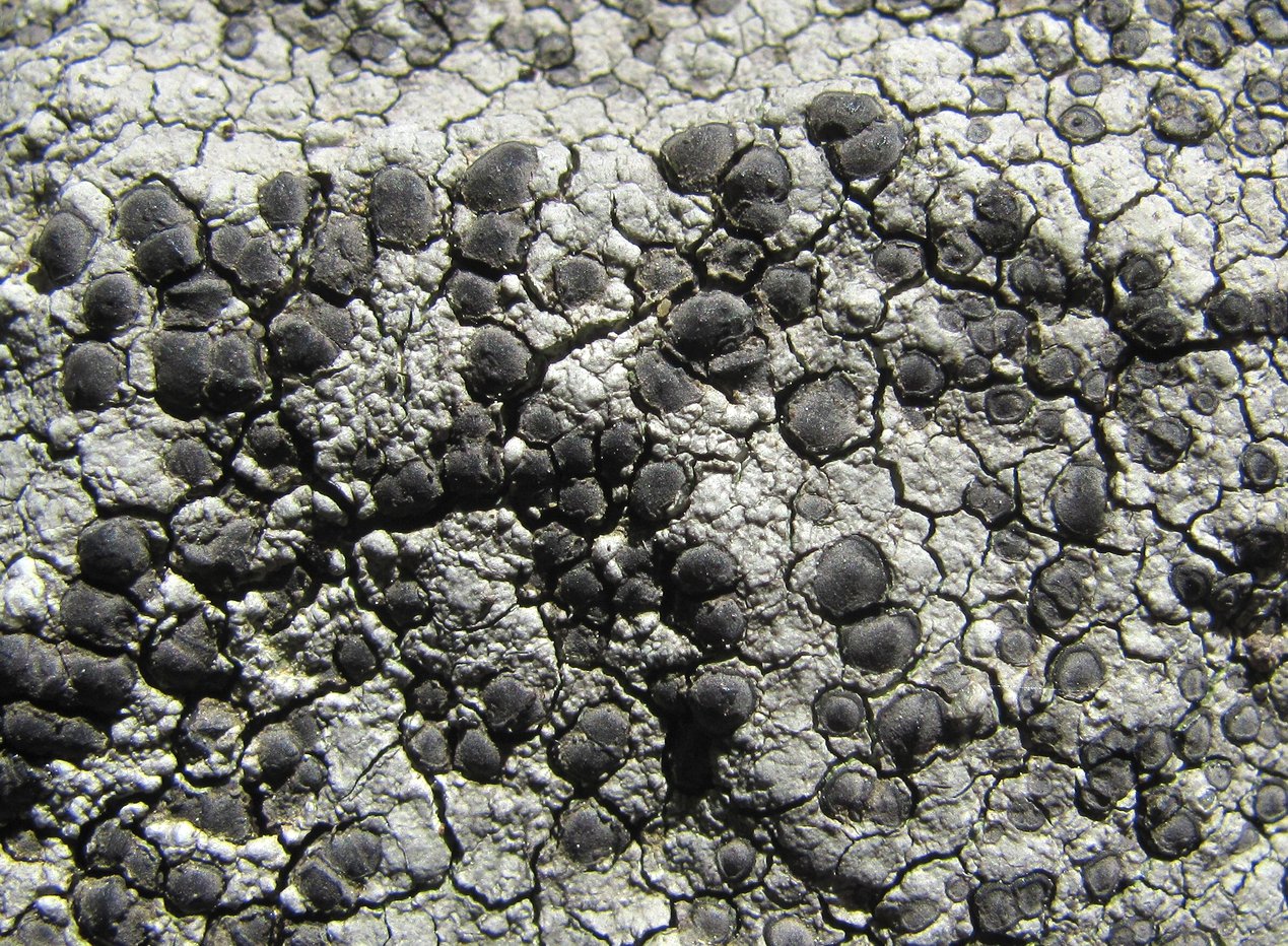 Image of Lecidea lapicida specimen.