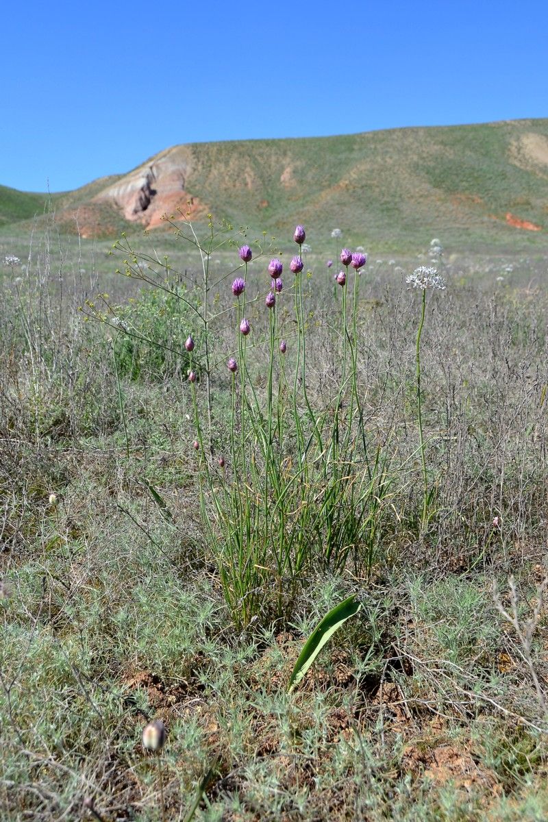 Изображение особи Allium inderiense.