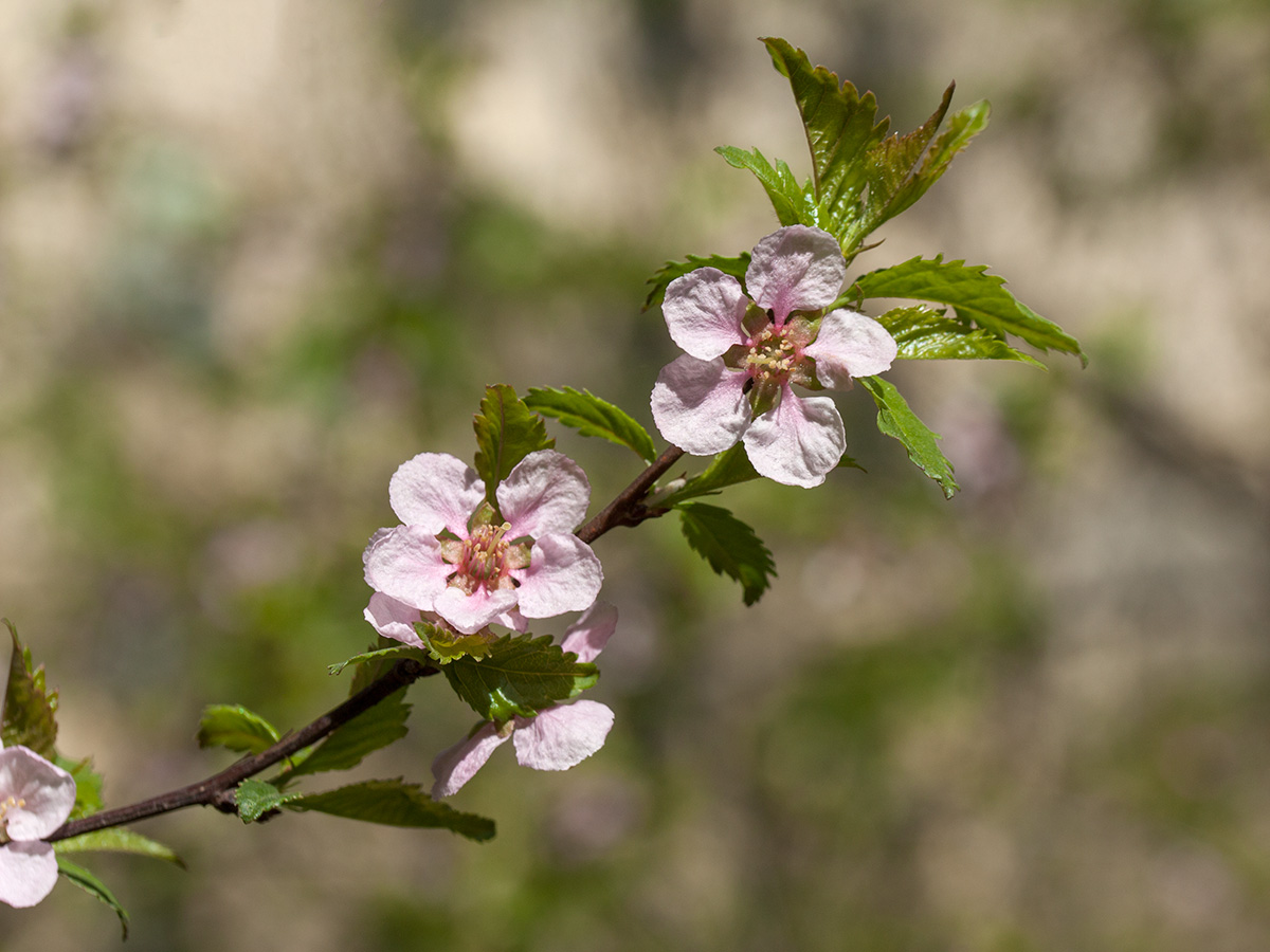 Изображение особи Louiseania ulmifolia.