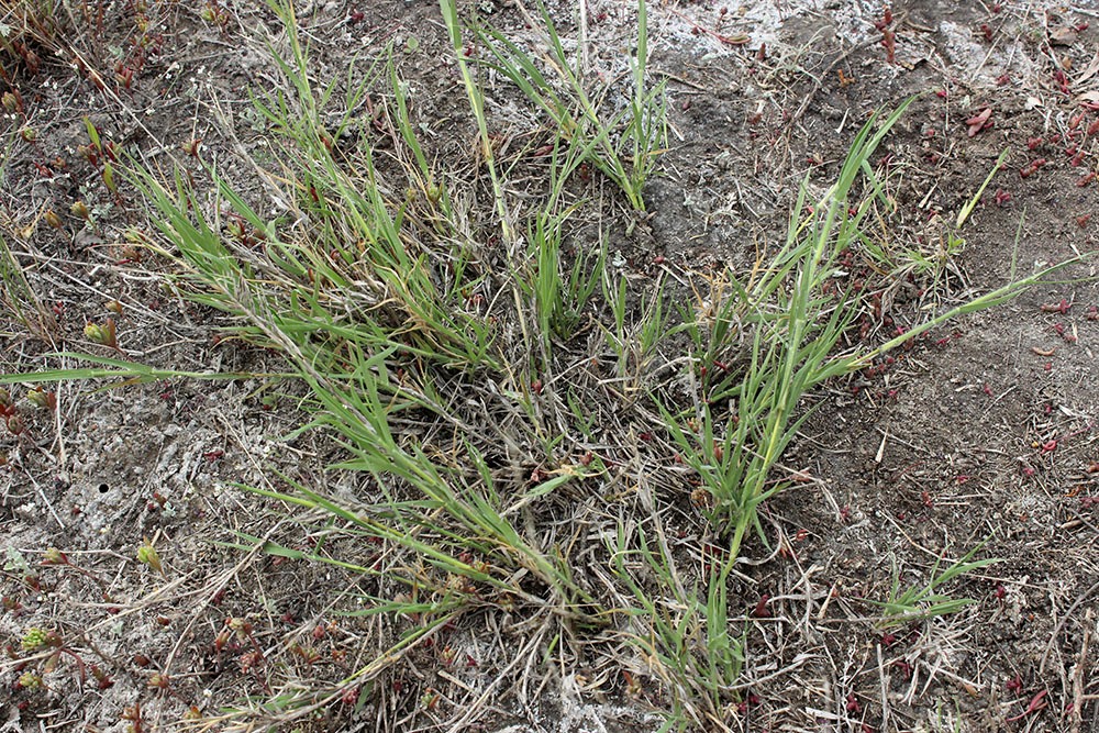Изображение особи Aeluropus intermedius.