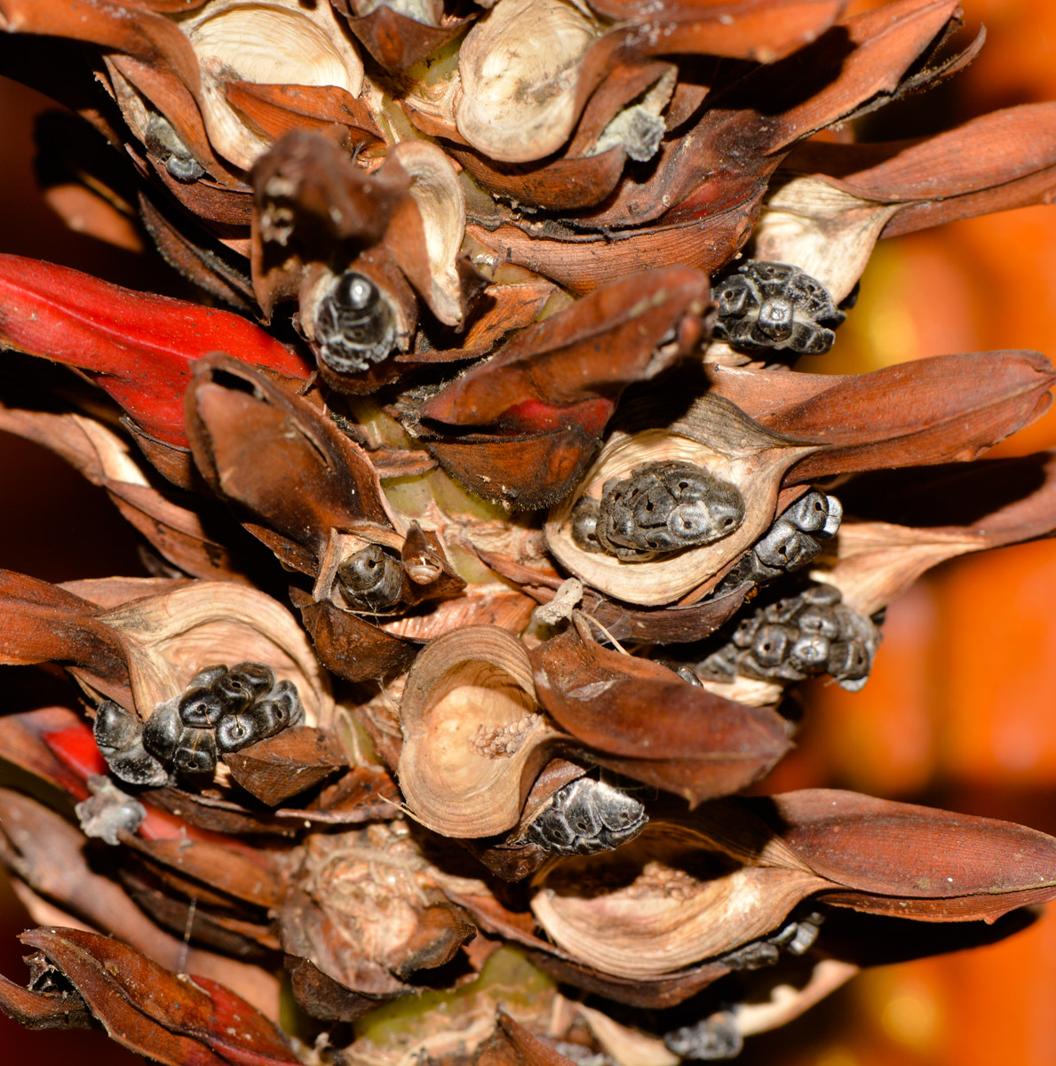 Image of Hellenia speciosa specimen.