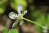 Moehringia lateriflora