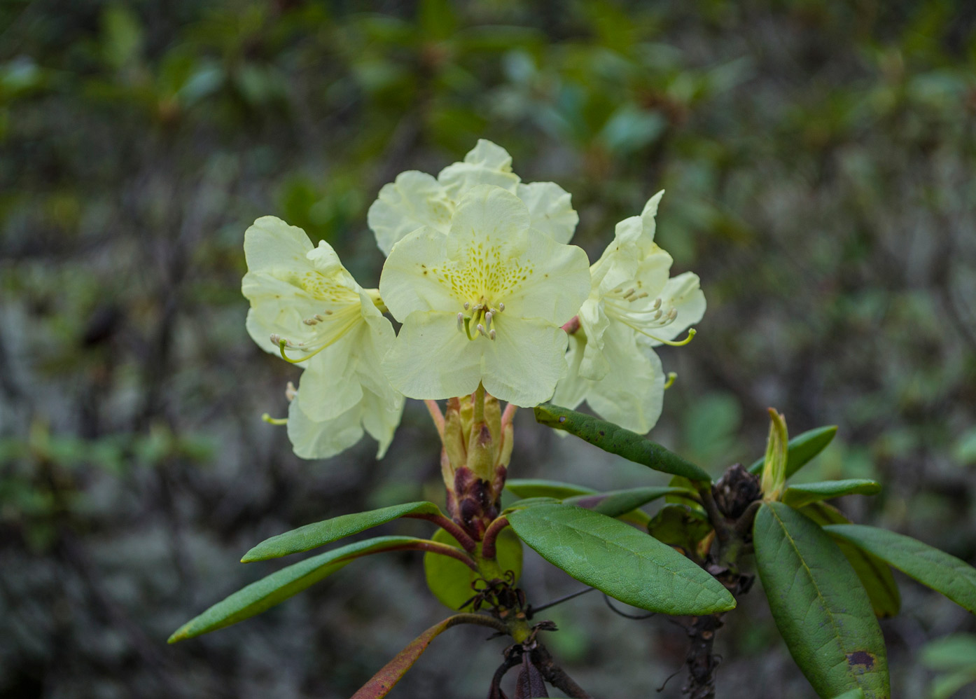 Image of Rhododendron aureum specimen.