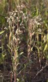 Erigeron acris