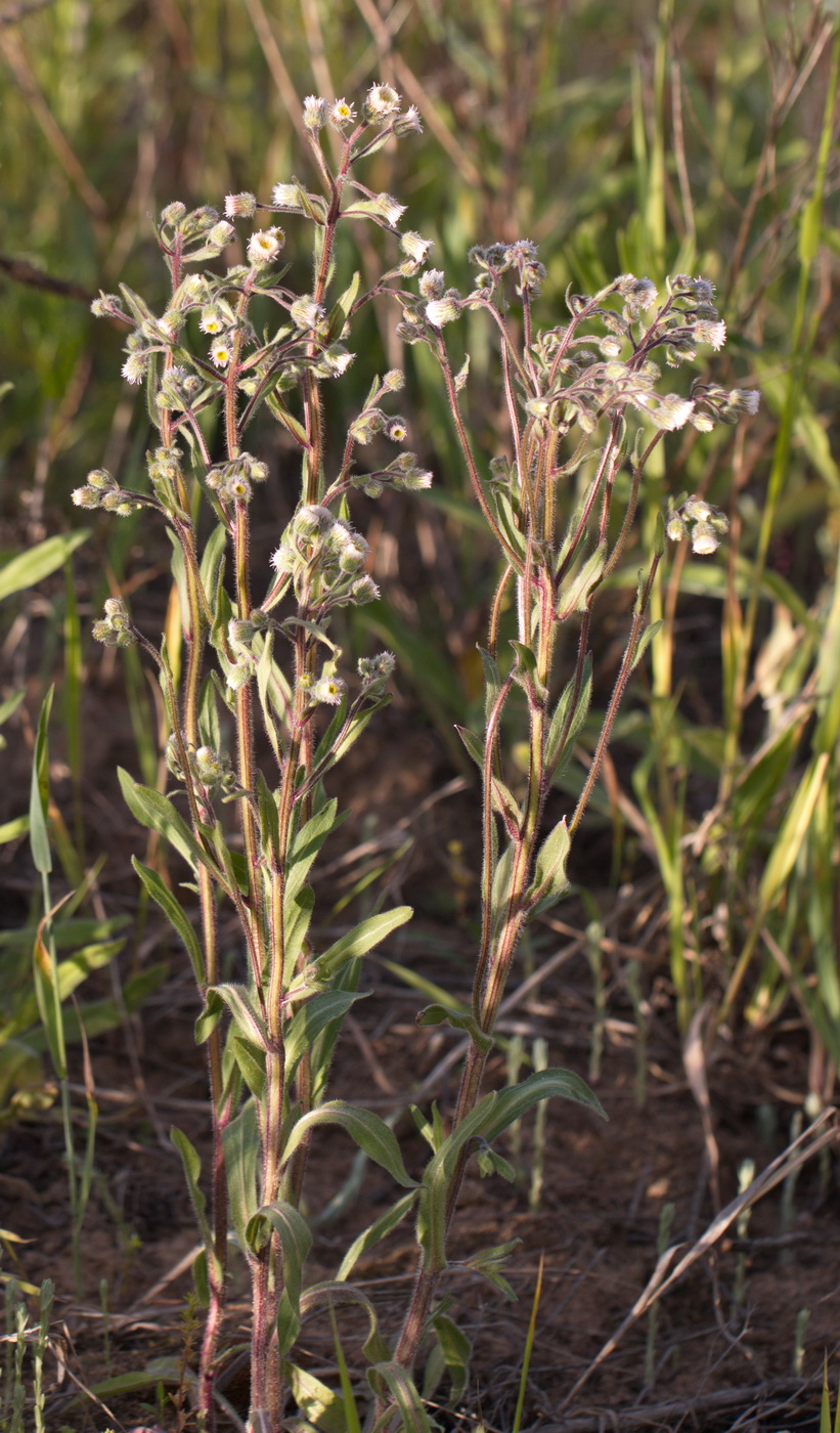 Image of Erigeron acris specimen.