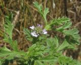 Verbena officinalis. Верхушка расцветающего растения. Крым, Керченский п-ов, окр. мыса Чауда, берег непересыхающей лужи на дне балки. 25 июня 2017 г.