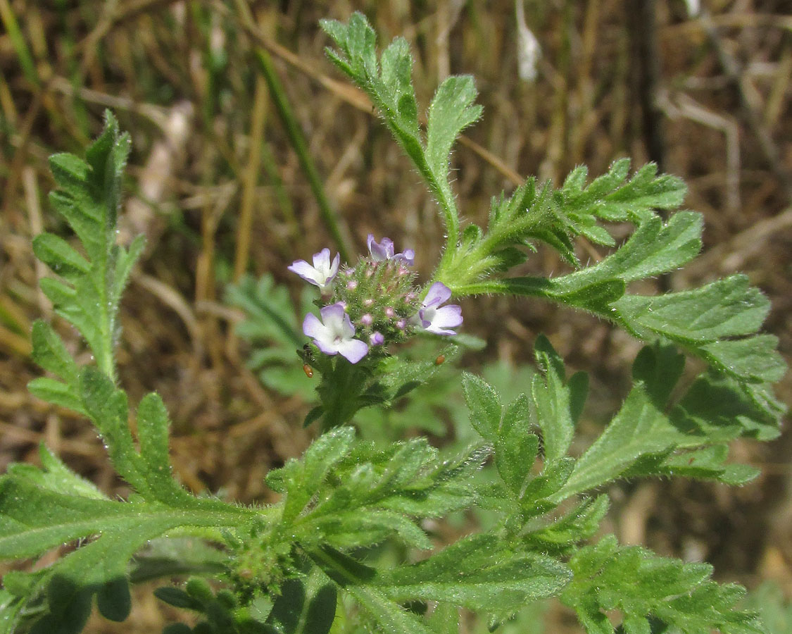 Изображение особи Verbena officinalis.