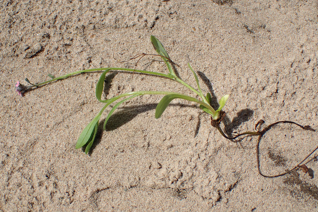 Image of Myosotis arvensis specimen.