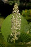 Phytolacca acinosa. Соцветие и части листьев. Пермь, Свердловский р-н, на клумбе в озеленении двора. 19 июля 2017 г.