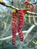 genus Populus