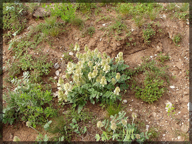 Image of Hedysarum grandiflorum specimen.