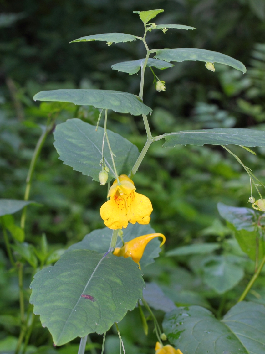 Image of Impatiens noli-tangere specimen.