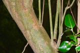 genus Rhizophora. Часть ствола с основаниями веток. Таиланд, о-в Пхукет, курорт Ката, канал. 17.01.2017.