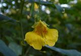 Impatiens noli-tangere