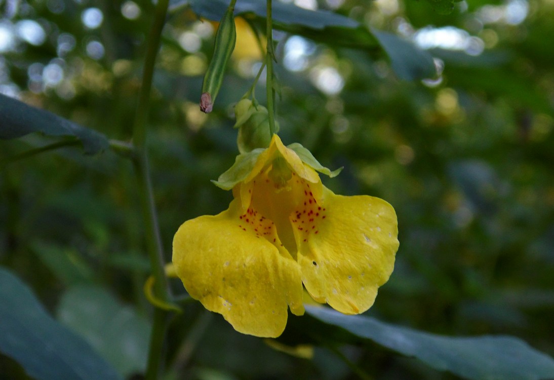 Image of Impatiens noli-tangere specimen.