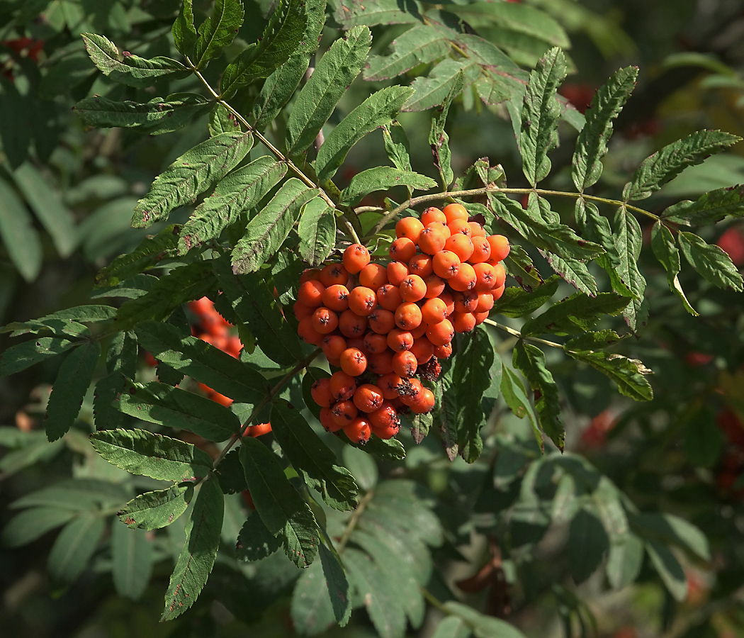 Image of Sorbus aucuparia specimen.