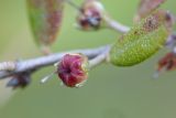 Chamaedaphne calyculata. Плод и лист. Нижегородская обл., Володарский р-н, окр. озера Светлое-3, отдельная карстовая воронка диаметром около 40 м., верховое сосново-пушицево-кустарничково-сфагновое болото. 02.09.2017.