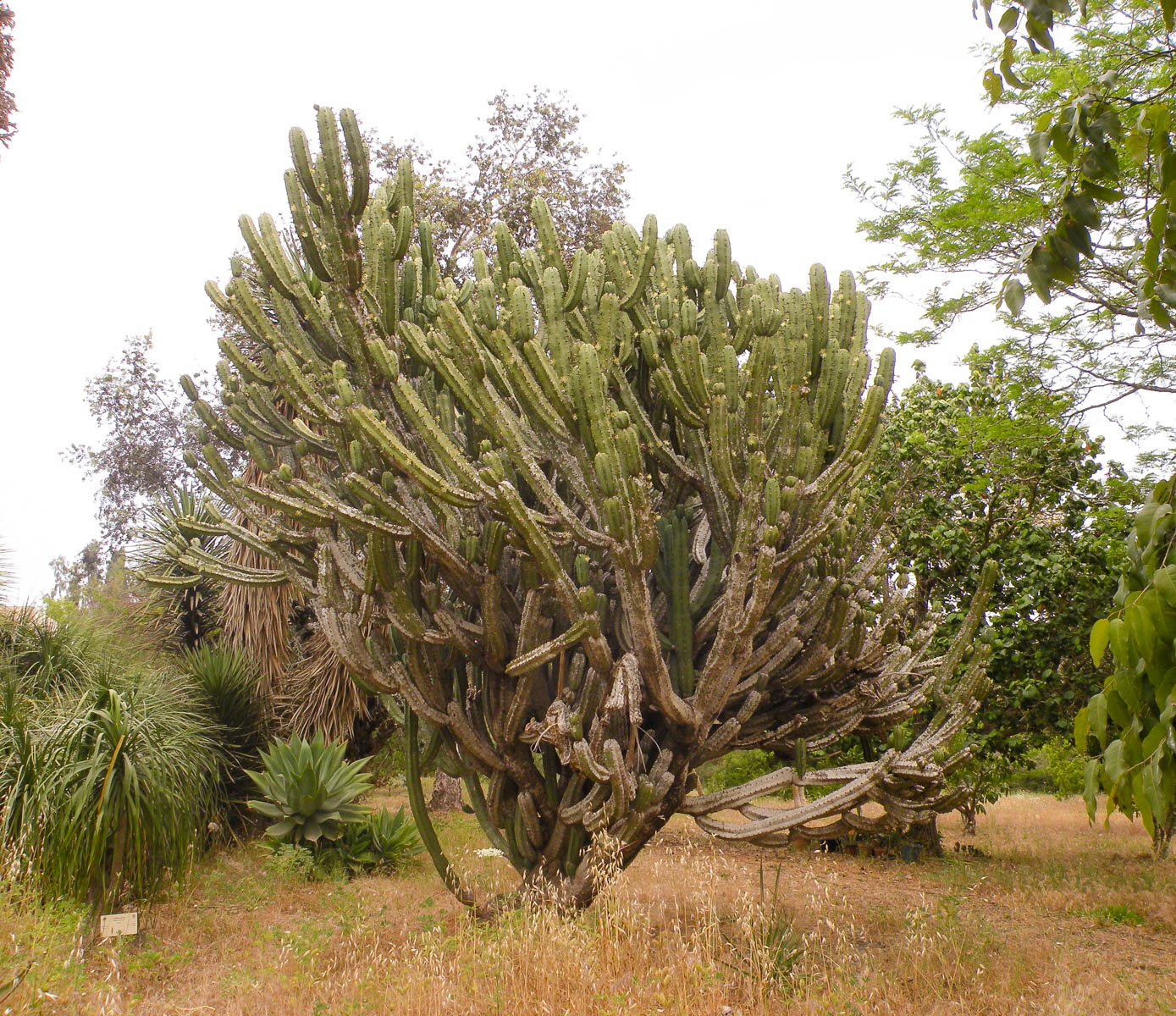 Изображение особи Myrtillocactus geometrizans.