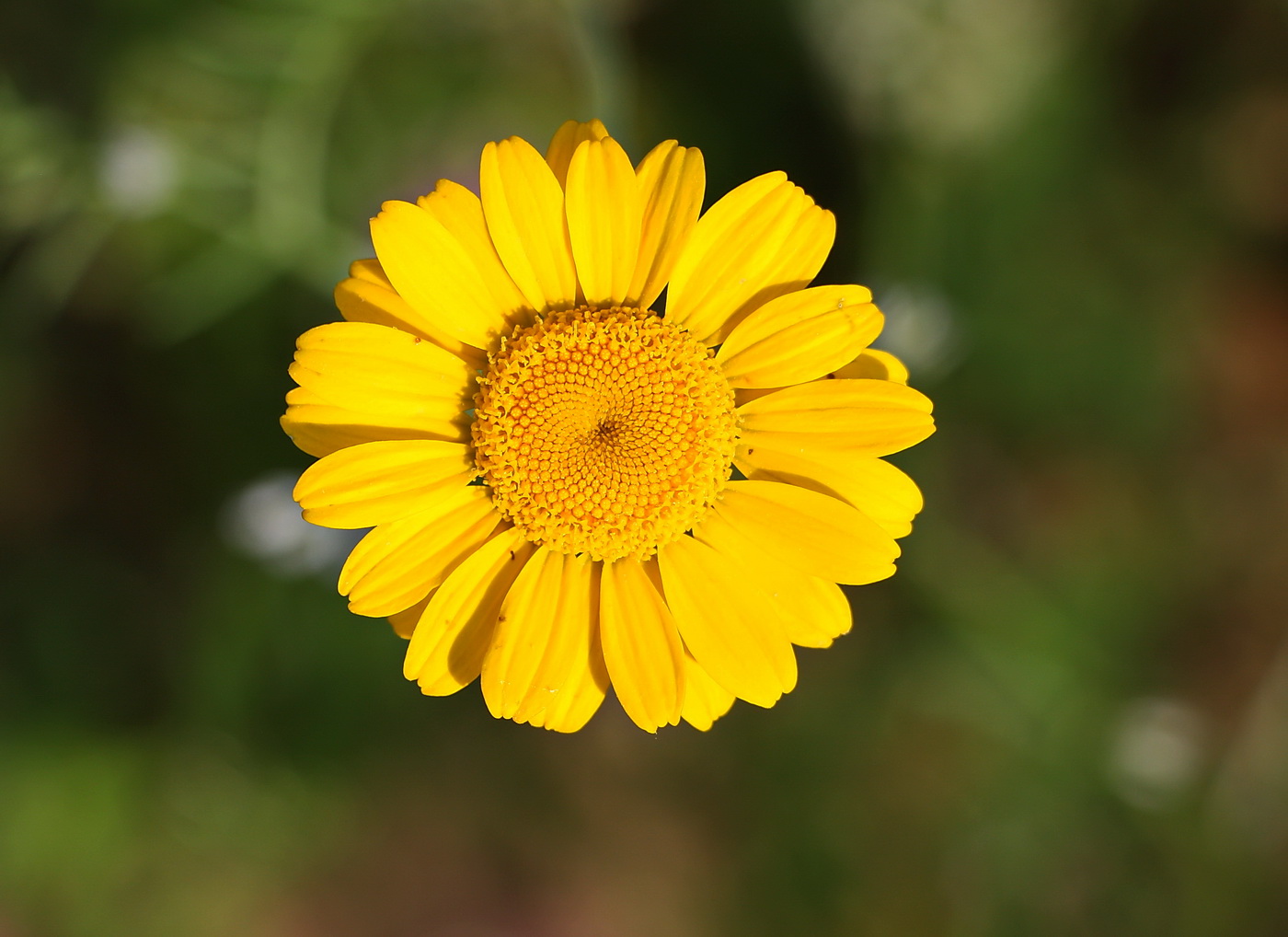 Image of Anthemis tinctoria specimen.