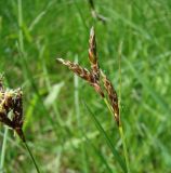 Carex praecox