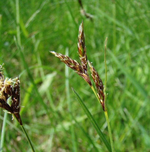 Изображение особи Carex praecox.